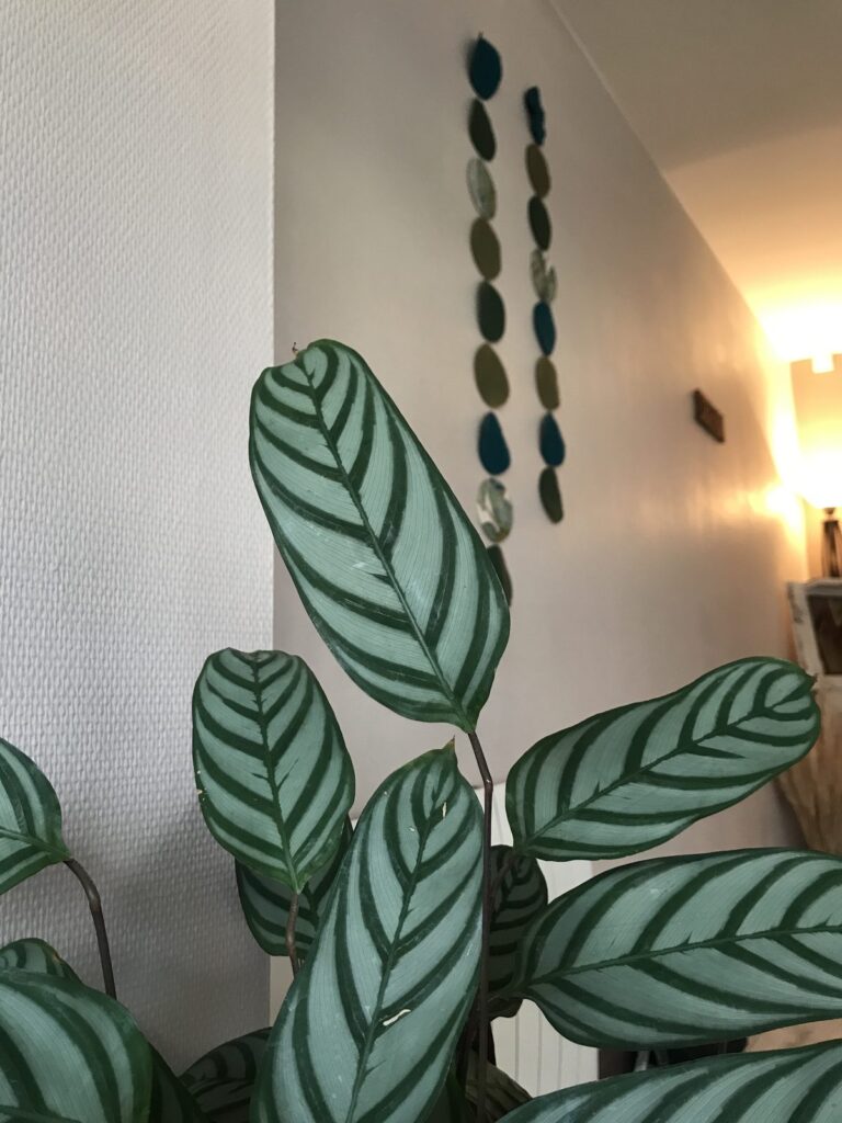 Plante verte et décor mural de la salle de soins Odamaya à Montrond-les-Bains